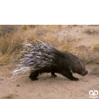 گونه تشی Indian Crested Porcupine